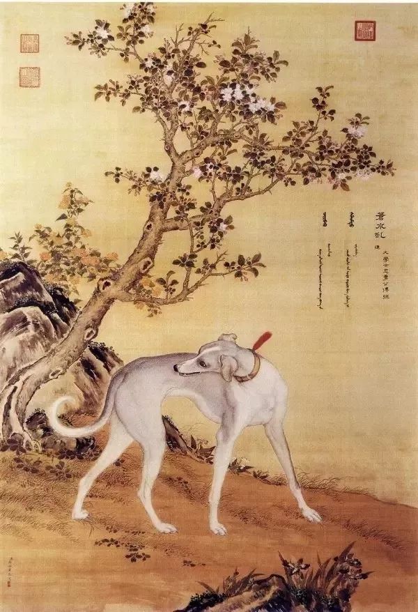 叱咤风云的中国细犬从古至今的巨大变化