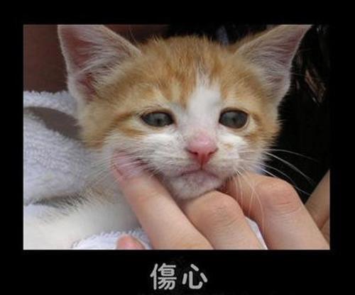 猫狗流泪到底是情感所致，还是眼疾导致？