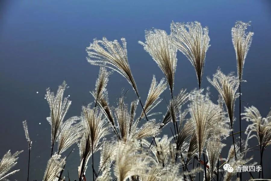 又到芦花飞雪时!