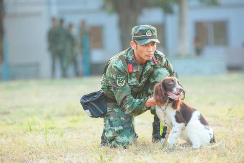 神犬奇兵综艺