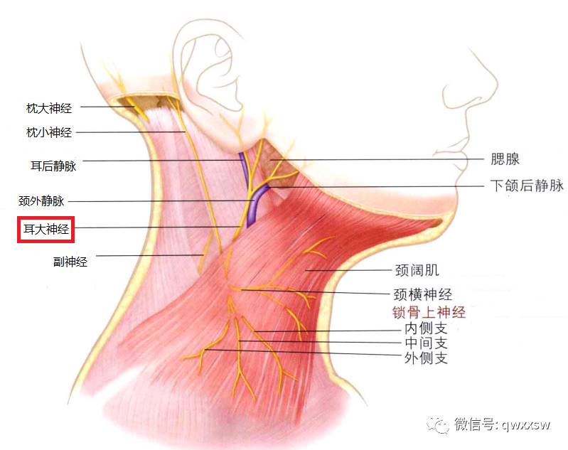 精进专题神经篇耳大颈横锁骨上神经