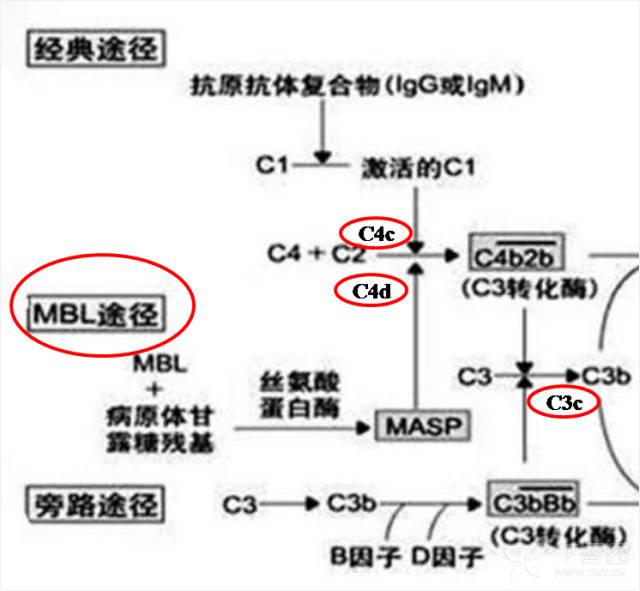 mbl途径 免疫荧光表现为c3c ,c4 ; 相关疾病有igan ,mn,pign