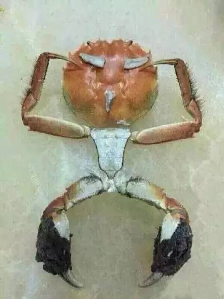 一只螃蟹是什么成语_螃蟹卵是什么样子图片