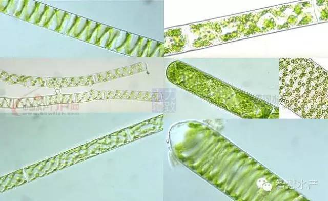 5,双星藻 不分支丝状体,细胞长为宽的2~5倍.