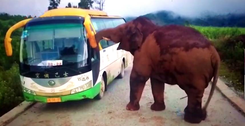 大象反击人类,为什么不乘象而坐车,西双版纳围攻中巴车,对峙两小时