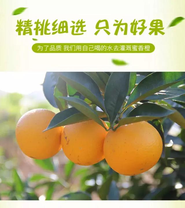 这颗蜜香橙从口感上给你独特的香甜记忆约吗