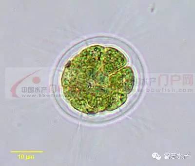 7,团藻 由数百至数千个衣藻型细胞构成球形群体,多数为营养细胞,少数