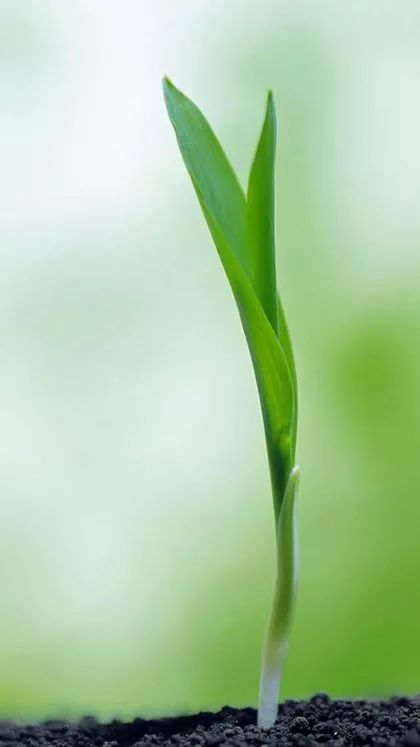 【护眼】绿色植物手机壁纸