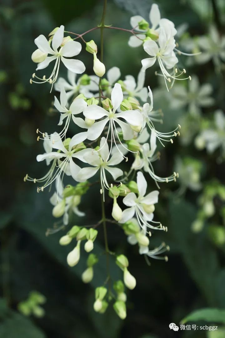 新知丨小清新垂茉莉,居然还有个名字叫