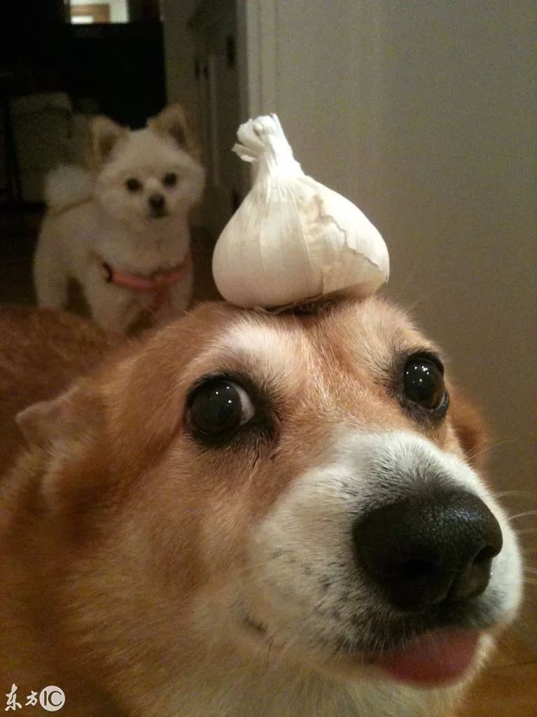 balancing corgi dog是一只天才狗狗(图片来自东方ic)