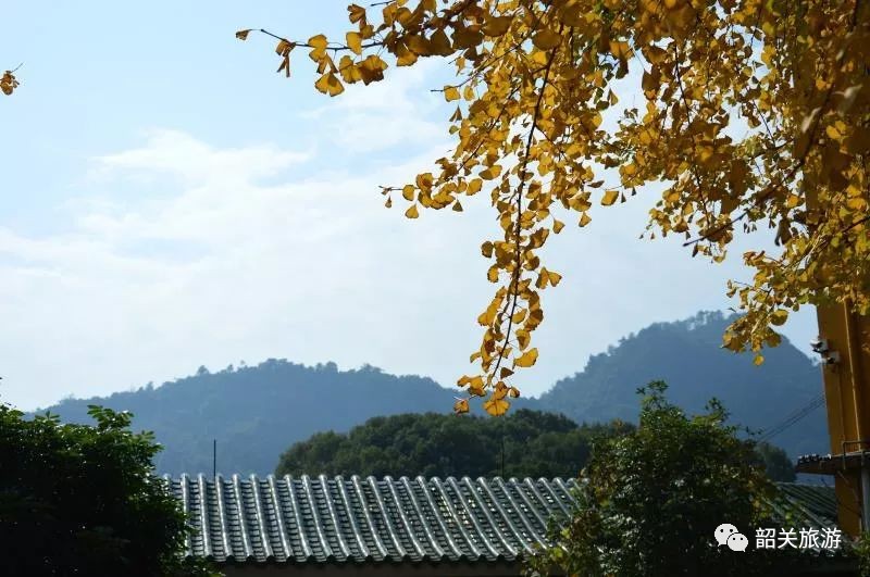 旅游 正文 不过,虽然帽子峰银杏已到尾声 乳源云门寺 作为韶关赏银杏