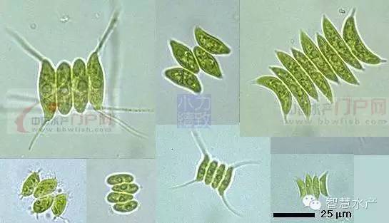 够全够清晰史上最全的藻类图谱
