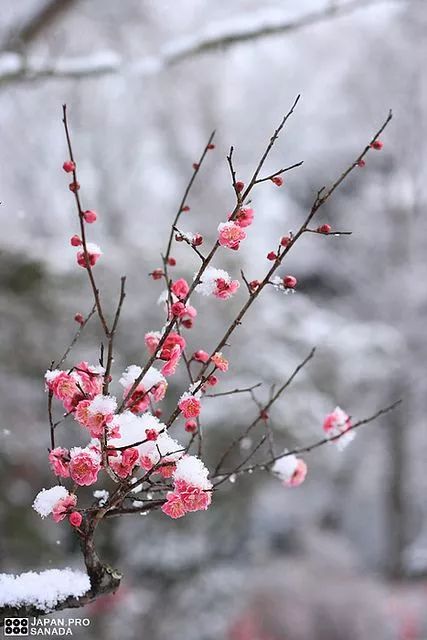 一曲红梅赞祝您大雪安康