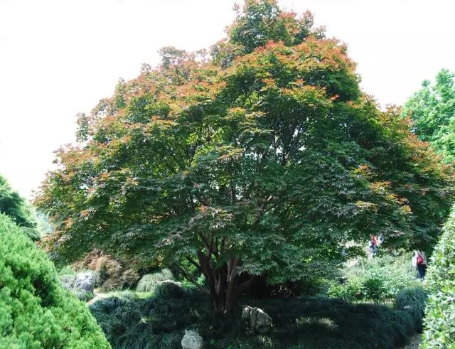 依次鸡爪槭叶,植株