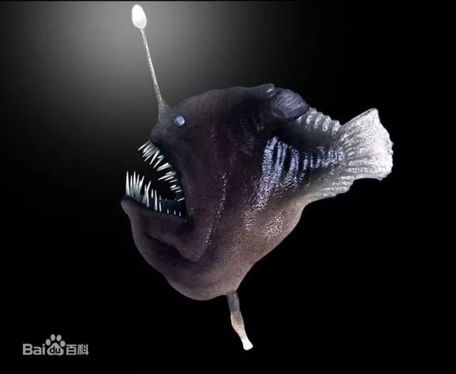 丑出天际的一条鱼,却是吃货眼中的"海底鹅肝".