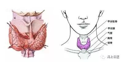 只要掌握这16个常识,就算查出甲状腺结节也不怕