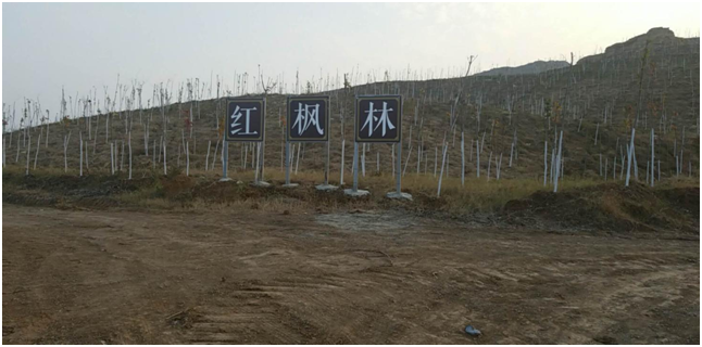 安徽蚌埠:刘氏兄弟助力整治生态环境