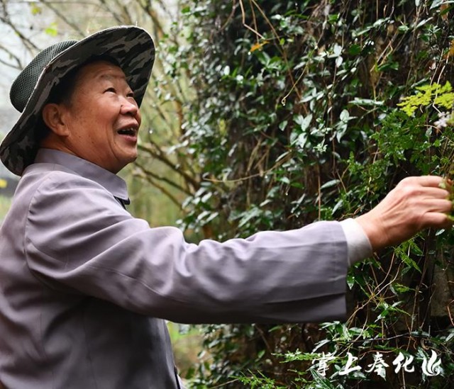 (深山郎中毛万富在采草药)