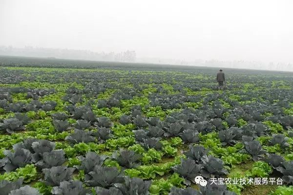 西兰花常见生理病害高清图谱!