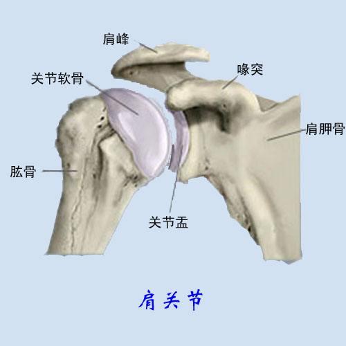 肩关节脱位是最常见的脱位,约占全身关节脱位的50%,这与肩关节的解 