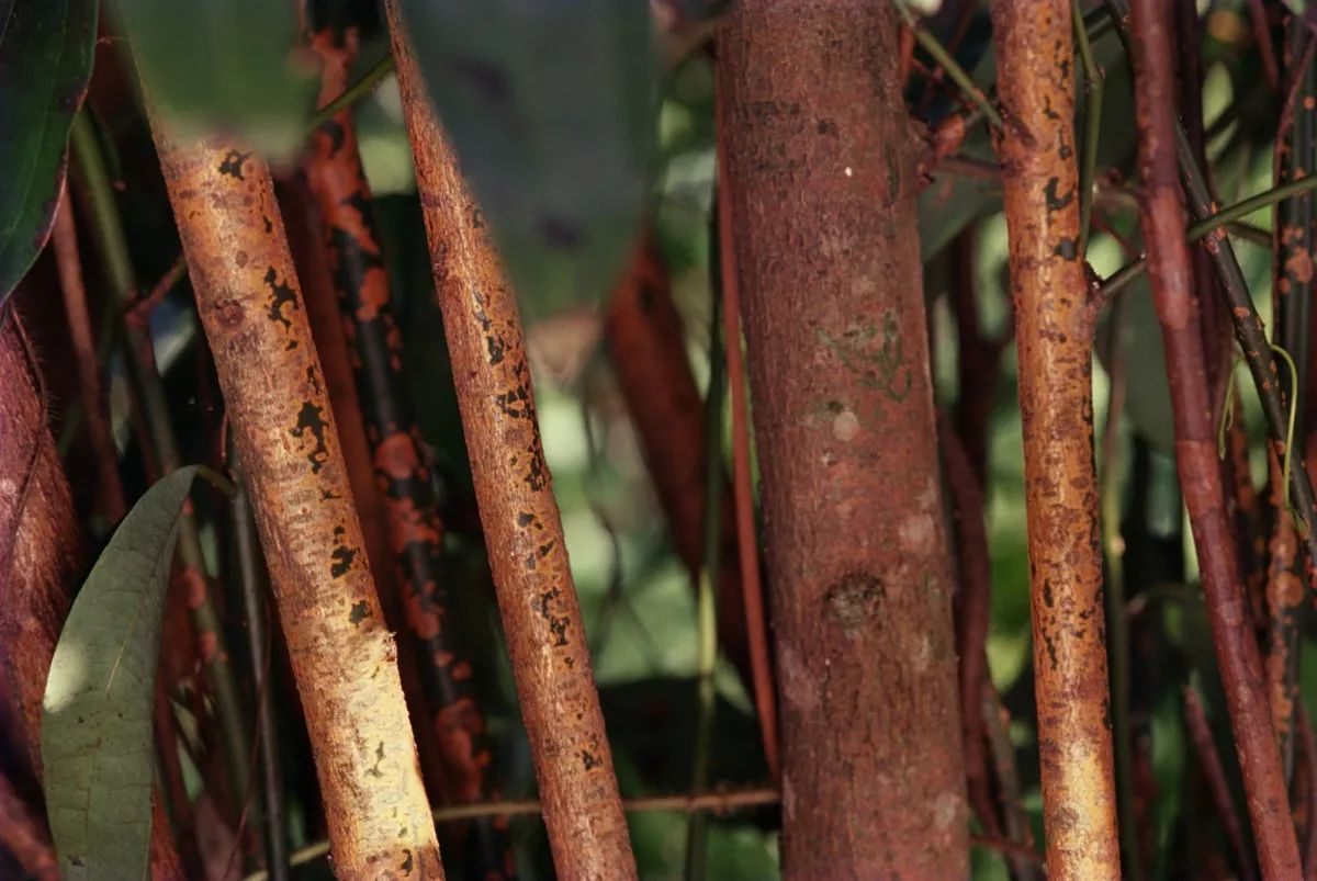 肉桂cinnamon,又称 桂皮, 月桂或 香桂,是樟科几种植物其树皮的通称.