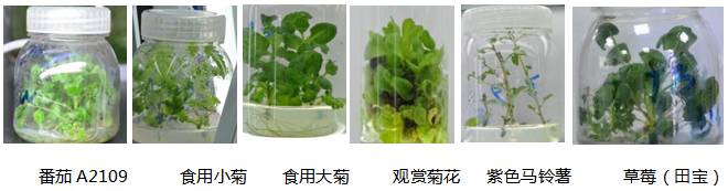 走进自主开放的青岛二中——创新人才素质培养 之 植物组织培养技术