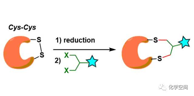 【有机反应百科】二硫键-架桥反应修饰蛋白质 disulfide-bridging