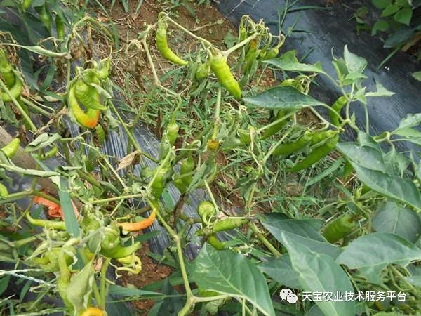 气温在24-28℃,较适宜辣椒枯萎病的发生.