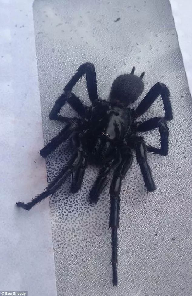 本周一,来自悉尼西部springwood的bec sheedy在家中发现了这个蜘蛛!