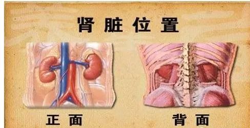 肾在人体中的作用