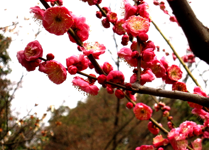 盐城梅花苗梅花树梅花基地骨红朱砂梅介绍