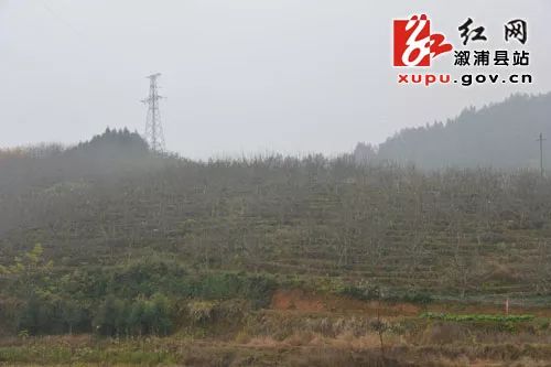 龙潭镇小黄村金秋梨产业扶贫基地