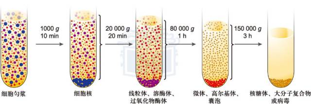 二,用差速离心法分离细胞匀浆中的各种细胞组分动物细胞(a)和植物细胞