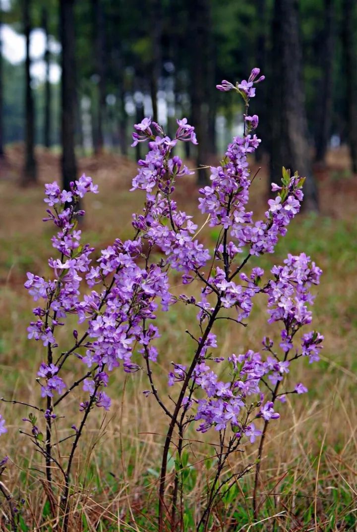 【识花】芫花