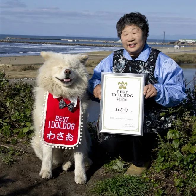 一人一犬相依11年如今这只日本白秋田对空悲嚎奶奶去哪了看的人眼泪