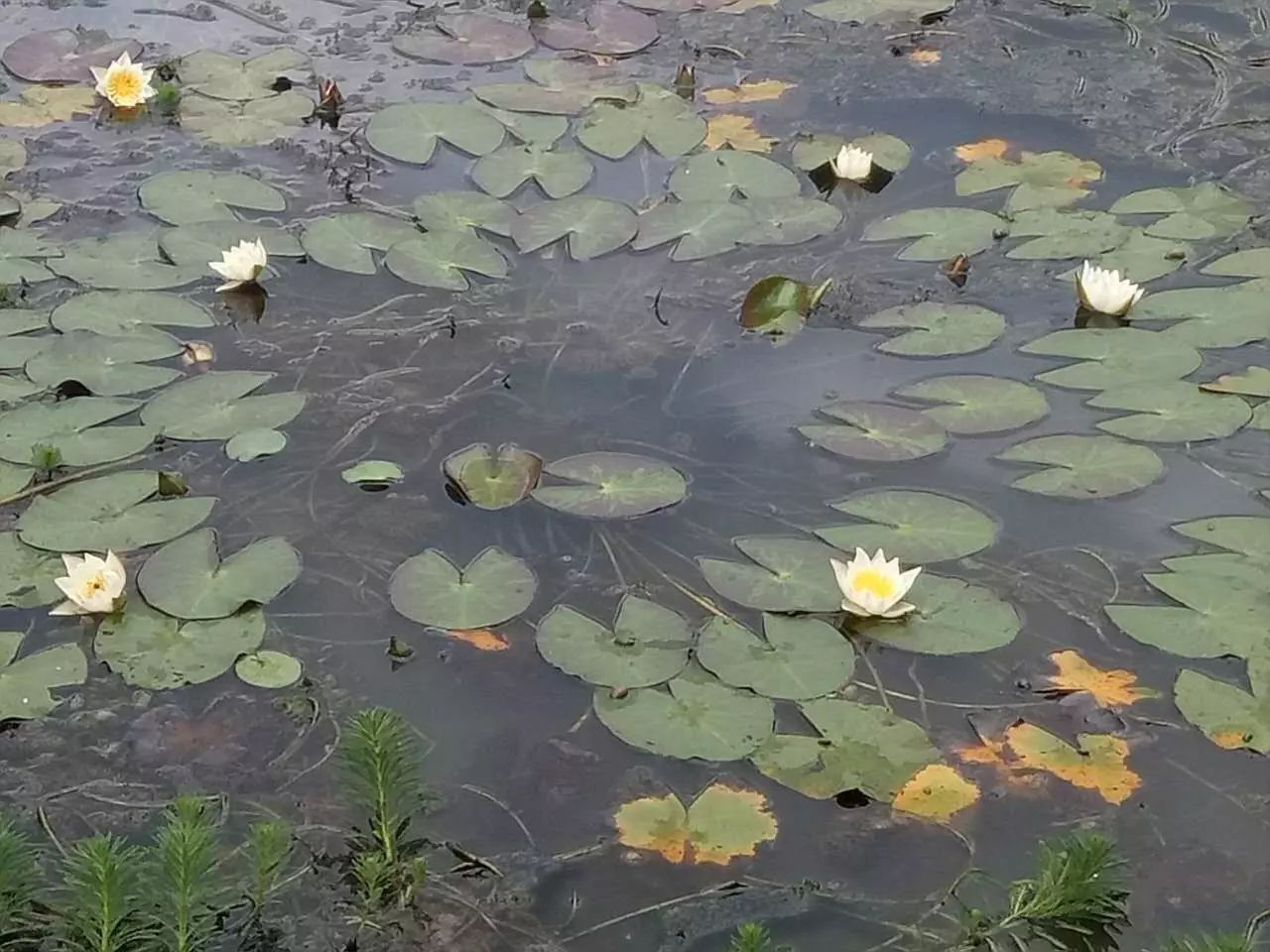 (世界珍稀水生植物茈碧花)茈碧花又名茈碧莲,比白莲花小,是睡莲科