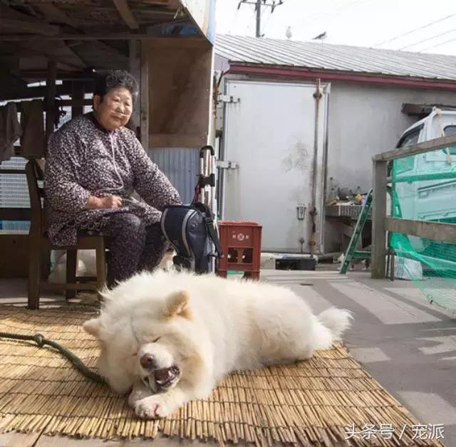 一人一狗相伴11年,老奶奶去世后,狗狗每天对着天空哀嚎