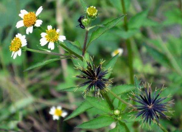 【植识】50种 · 生长在路边的中草药,却不知它们的神奇功效!