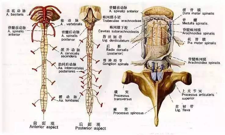 超全神经系统解剖图!(近乎完美)