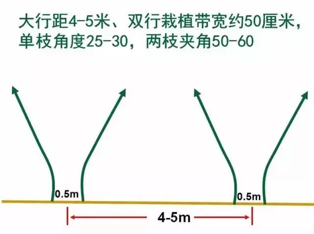 2004年春建园,双行带状栽植,栽植带宽50厘米,株距0.