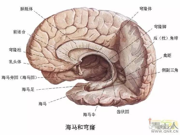 超全神经系统解剖图!(近乎完美)