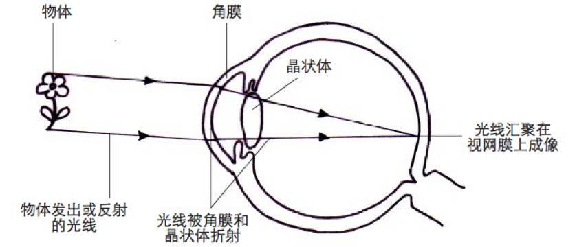 显微镜的成像原理_普通光学显微镜成像原理图(2)