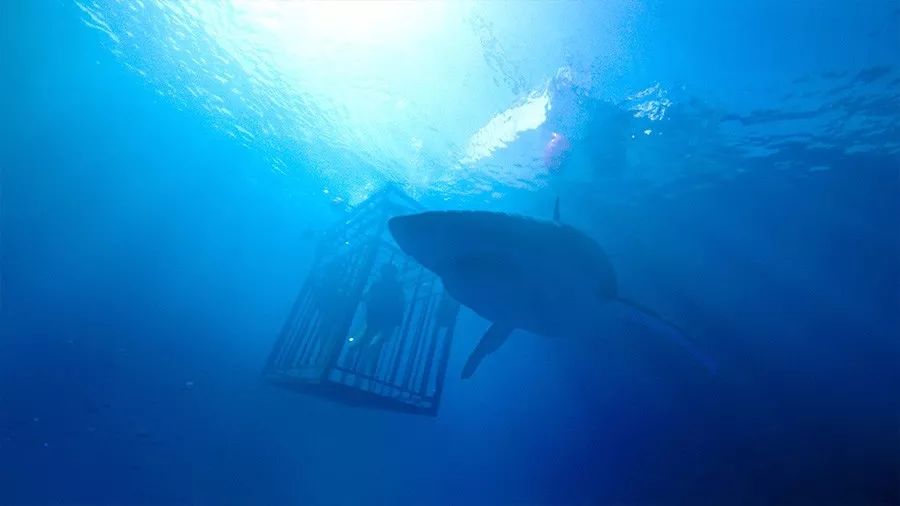 沉入海底时遇到鲨鱼,你觉得存活几率有多少?