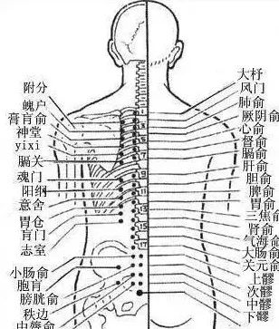 膀胱经上的穴位最多 主要部分都在人体的后背和腿后侧