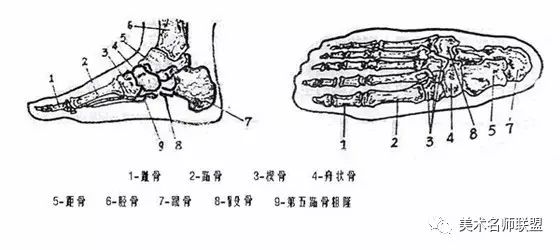 足骨共有26块,包括跗骨,跖骨和趾骨三部分.