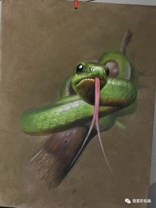 超逼真的彩铅画:蛇!