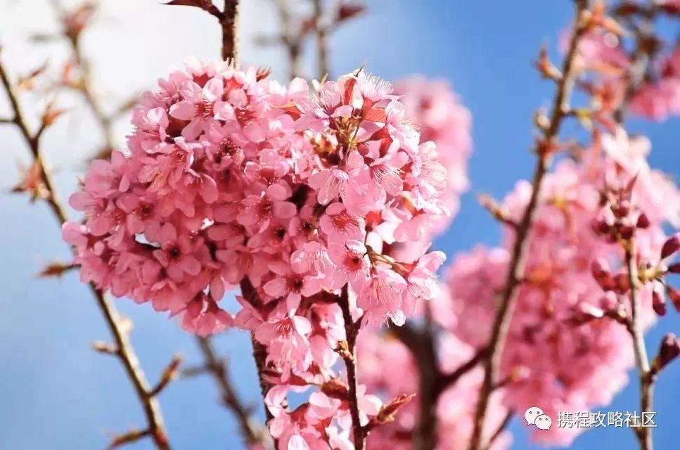 中国最早的樱花开了!秒杀日本美若仙境,还免门票!