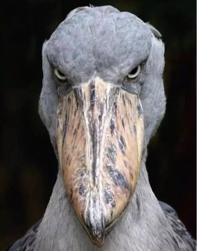 is a shoebill stork a dinosaur