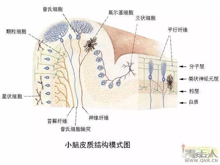 神经系统是由脑,脊髓,脑神经,脊神经,和植物性神经,以及各种神经节