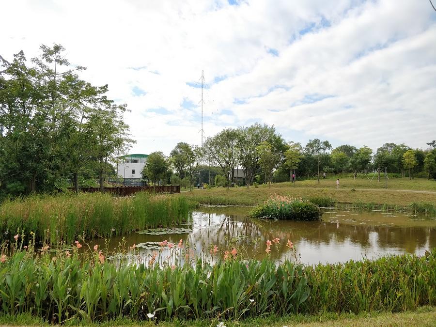 红树林生态公园改造项目—对池塘岸边地形进行调整并种植湿生植物